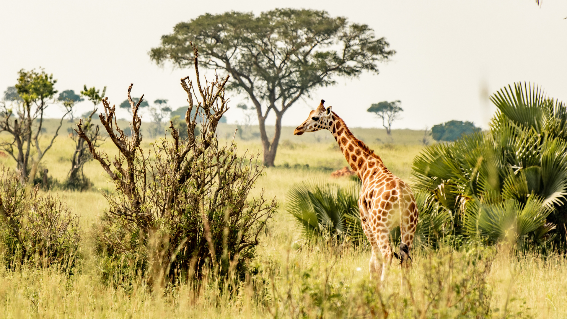 Private luxury safari at golden hour in South Africa