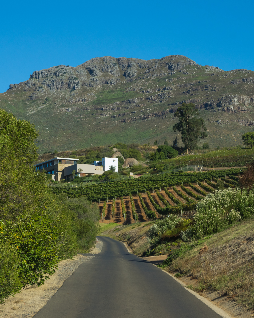 A luxury wine estate in the Cape Winelands with mountains beyond