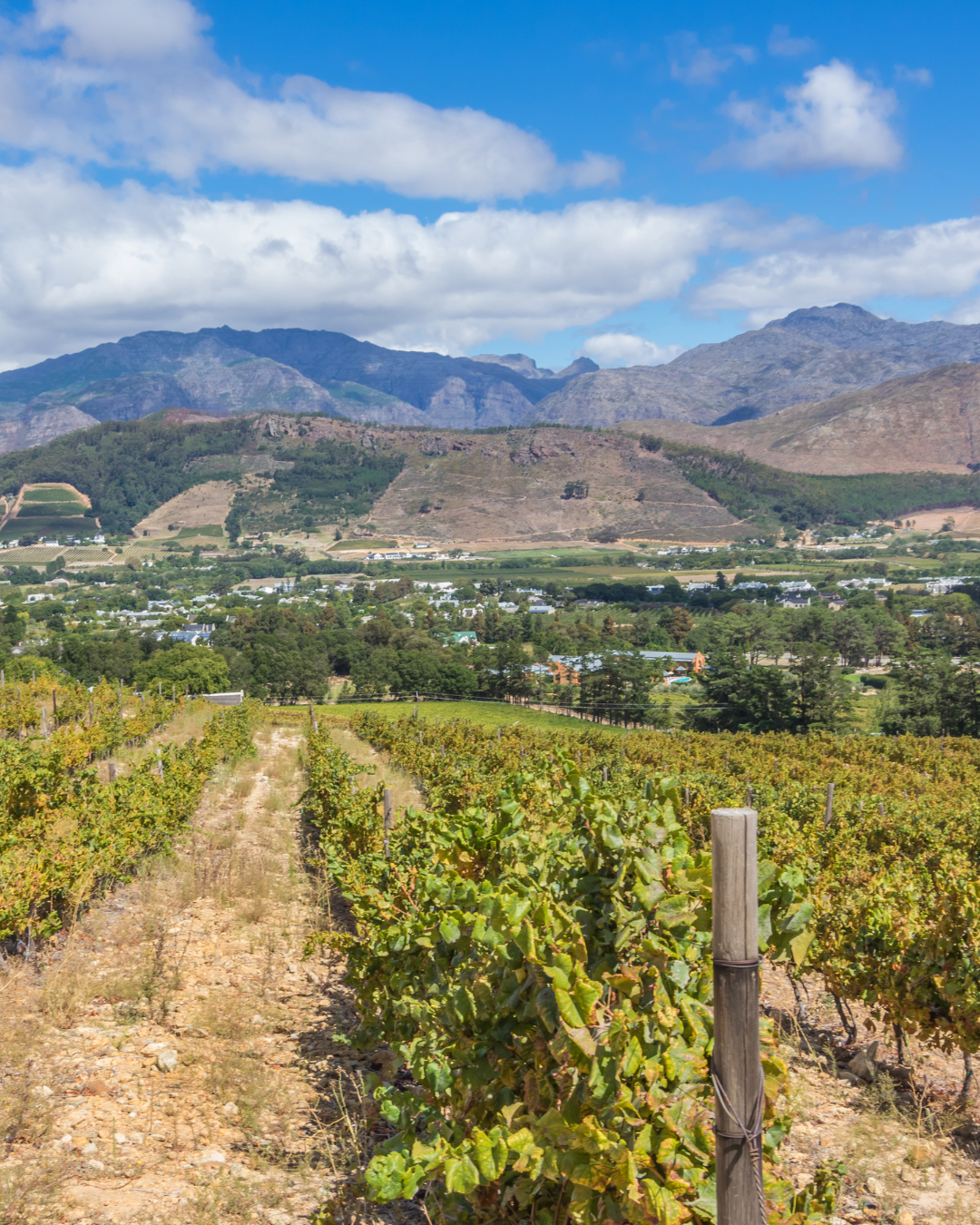 Vineyards in the Franschhoek winelands with mountains beyond